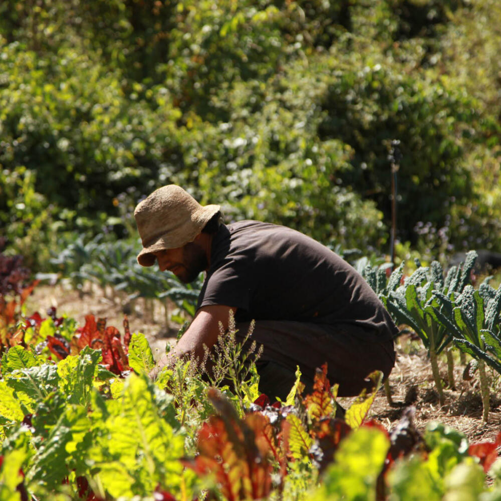 Human, animal, plant and soil health