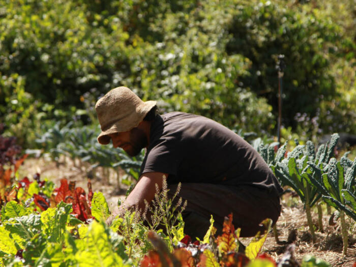 Human, animal, plant and soil health