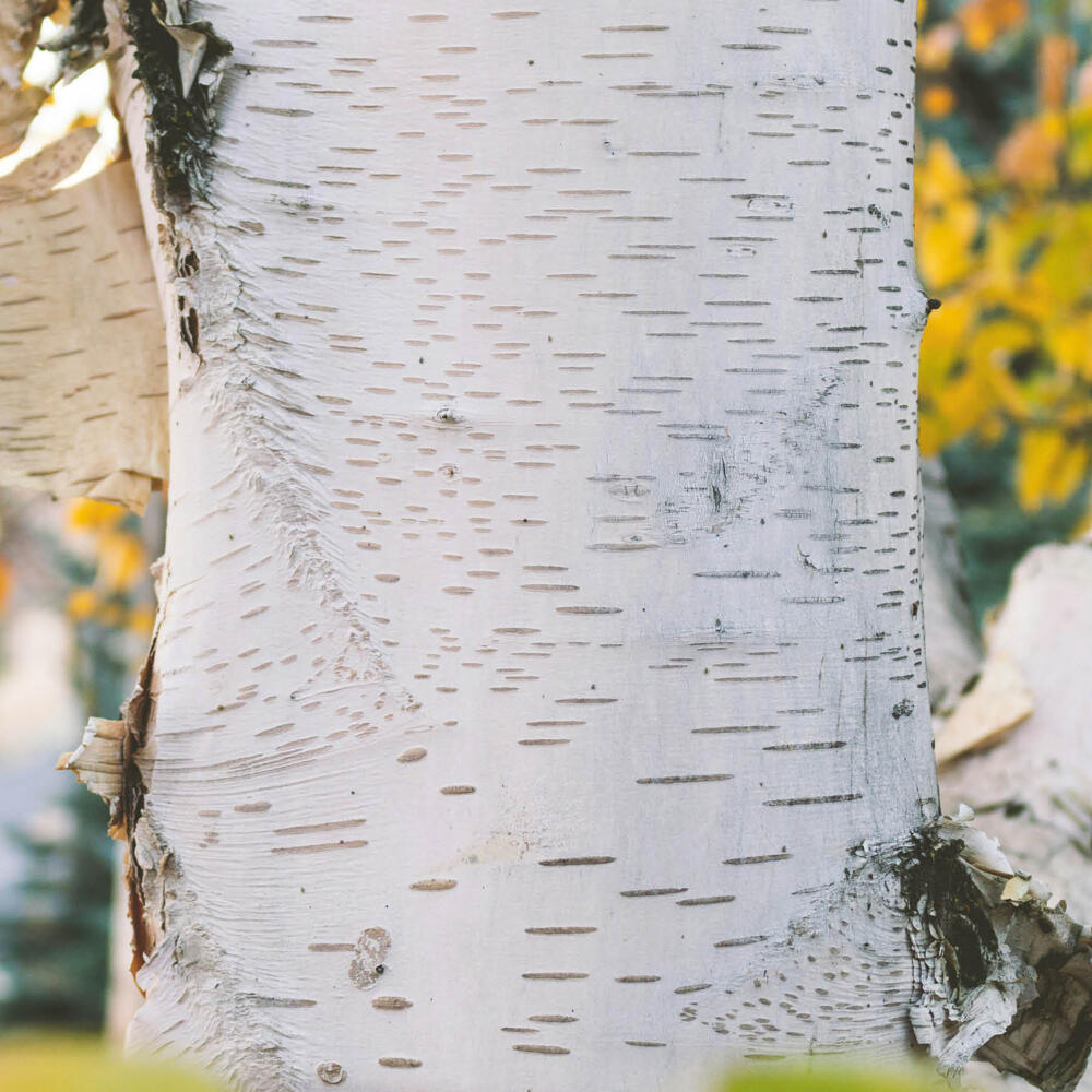 Birken gehen, Walnuss kommt