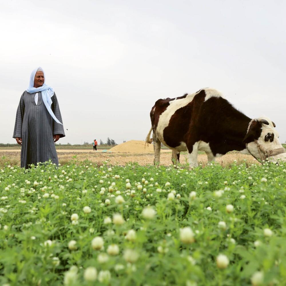 Greening the Desert – Zwischen Vision und Vorsicht