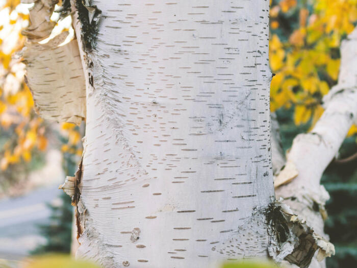 Birken gehen, Walnuss kommt