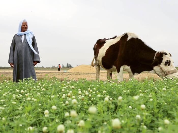 Greening the Desert – Zwischen Vision und Vorsicht