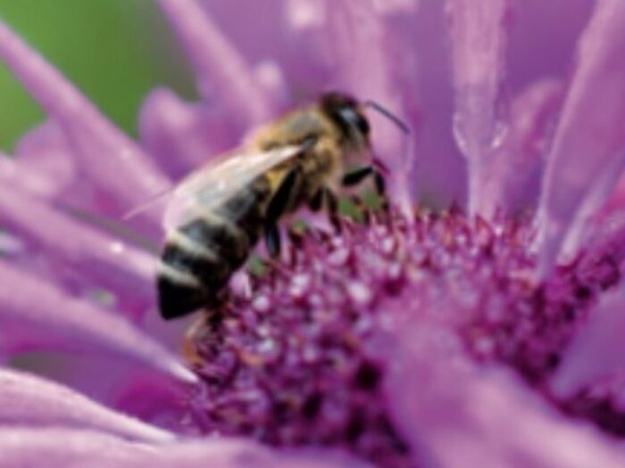 Bienenvolk und Demeterimkerei 2026