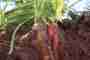 Diversity strengthens the earth and human beings