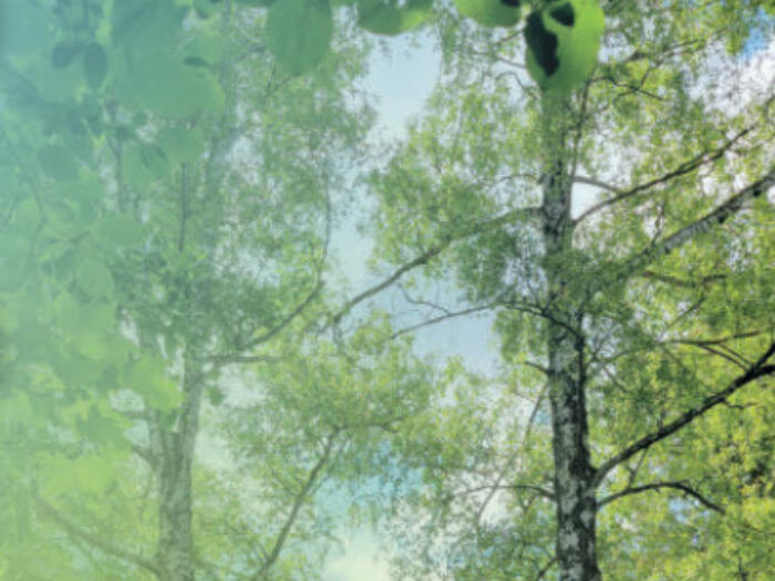 Ist die Natur der Therapieraum der Zukunft?