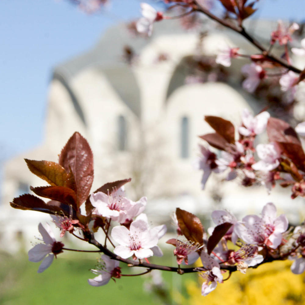 How the Goetheanum is showing flag