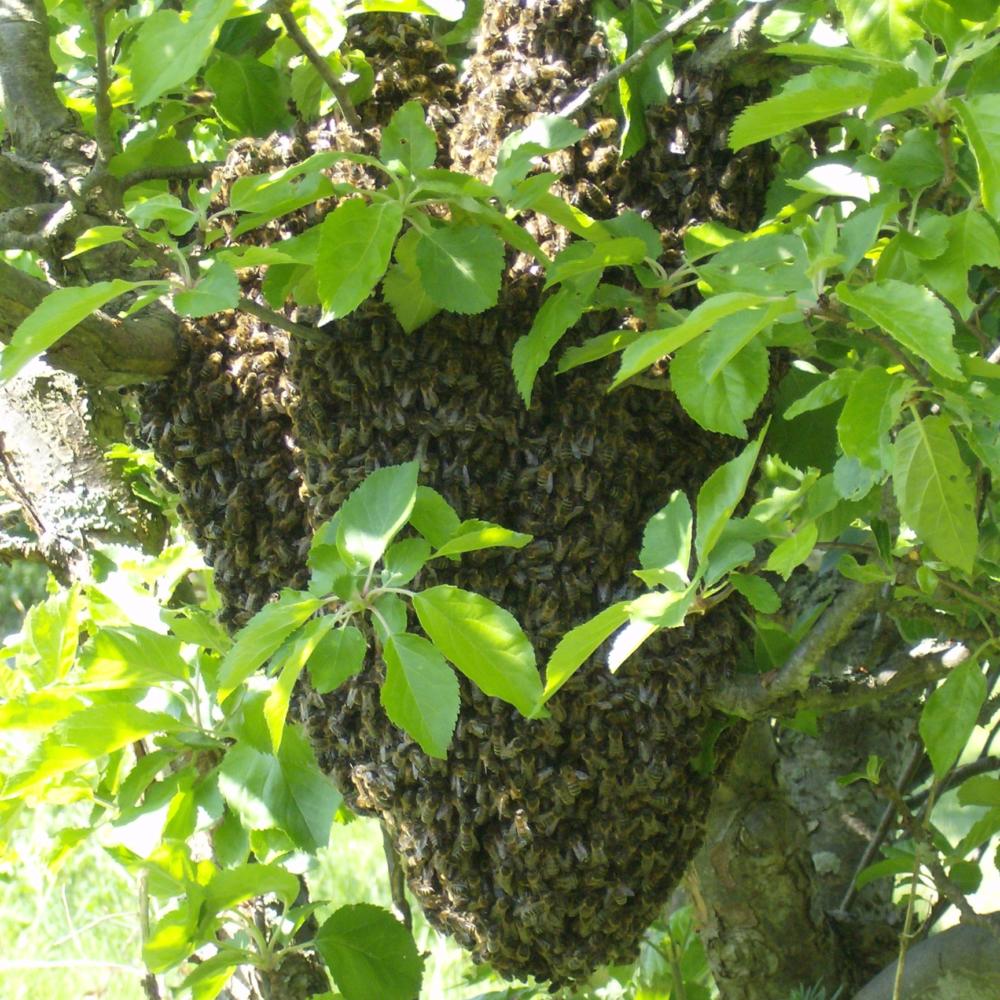 Teachings from the bees