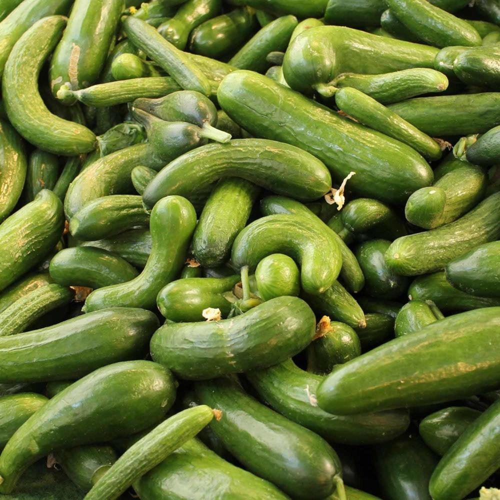 Curved cucumbers also taste good
