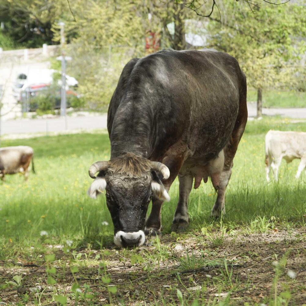 Cows as carers of land and climate
