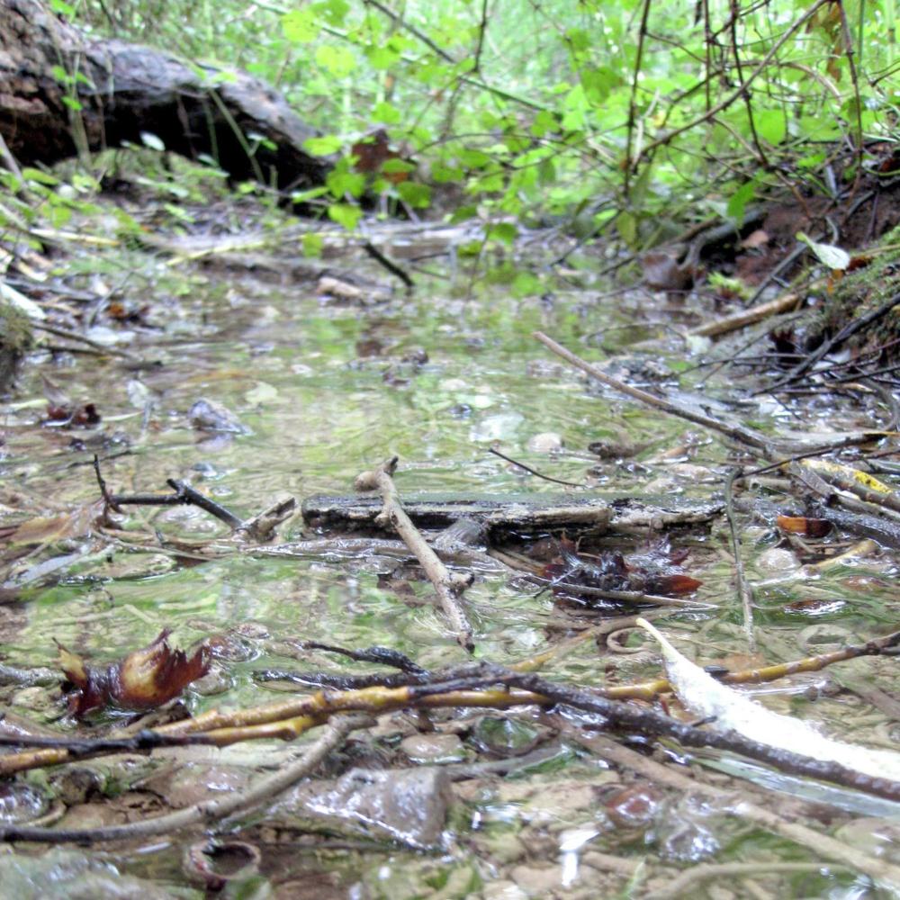 Schutz eines Biotops: Goetheanum beantragt provisorischen Baustopp