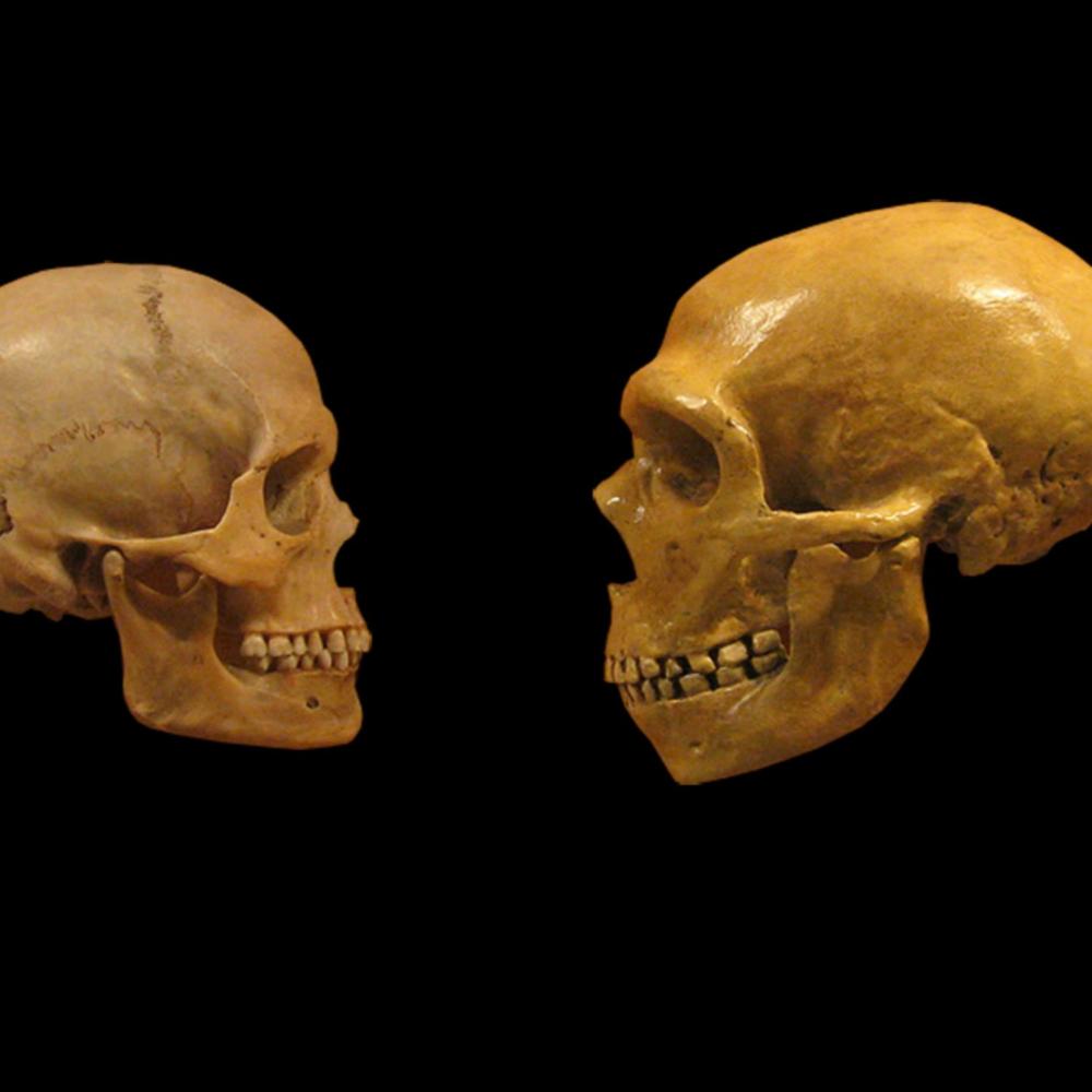 Homo Sapiens and Their Companions
