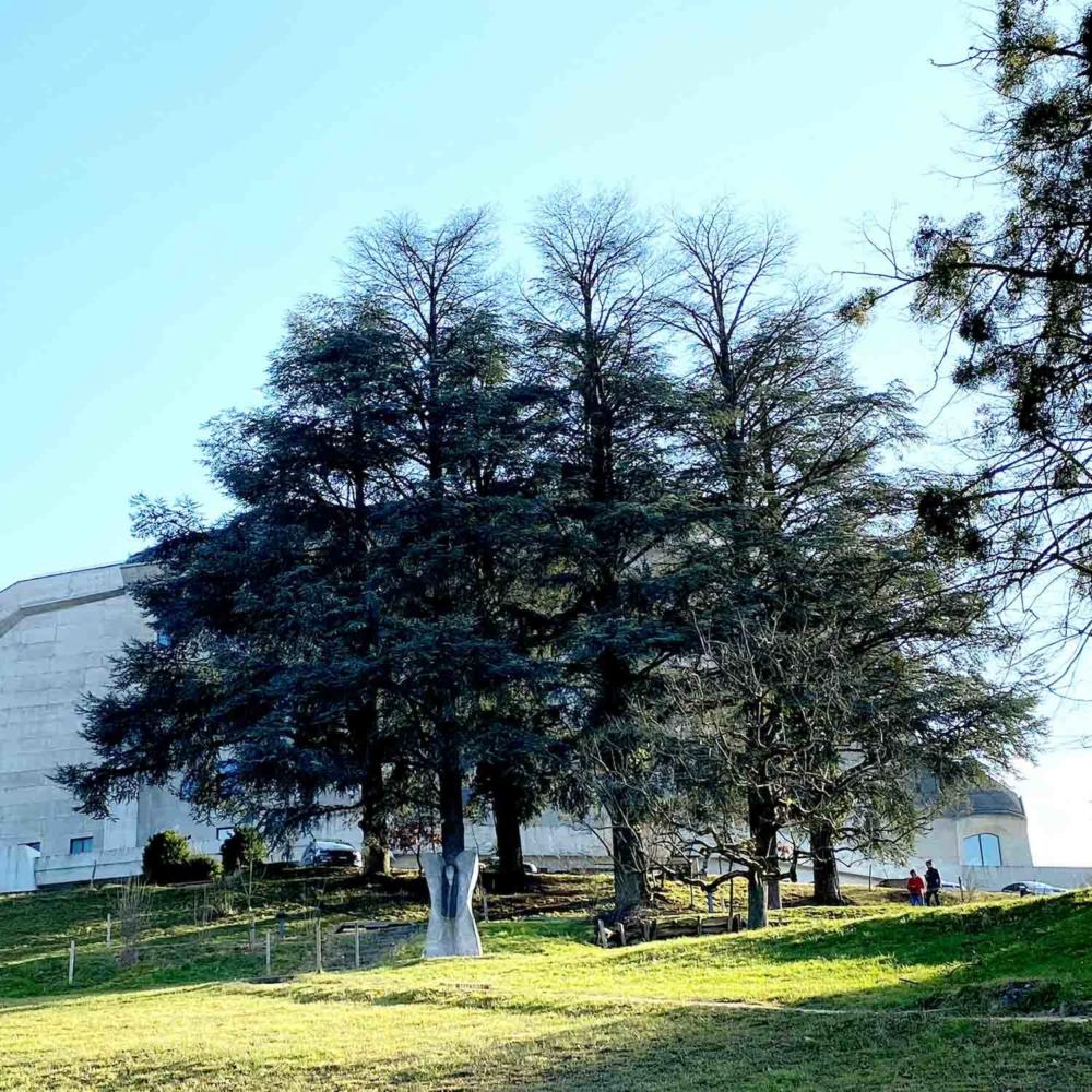 Zederngruppe im Nordwesten des Goetheanum muss gefällt werden