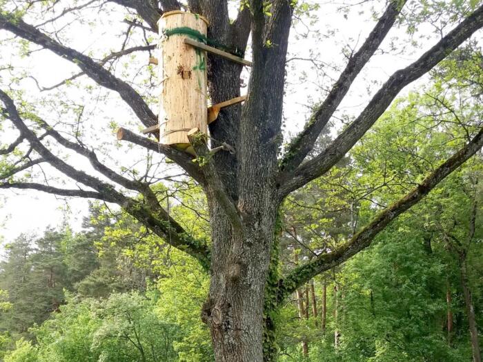 Plantes médicinales et abeilles