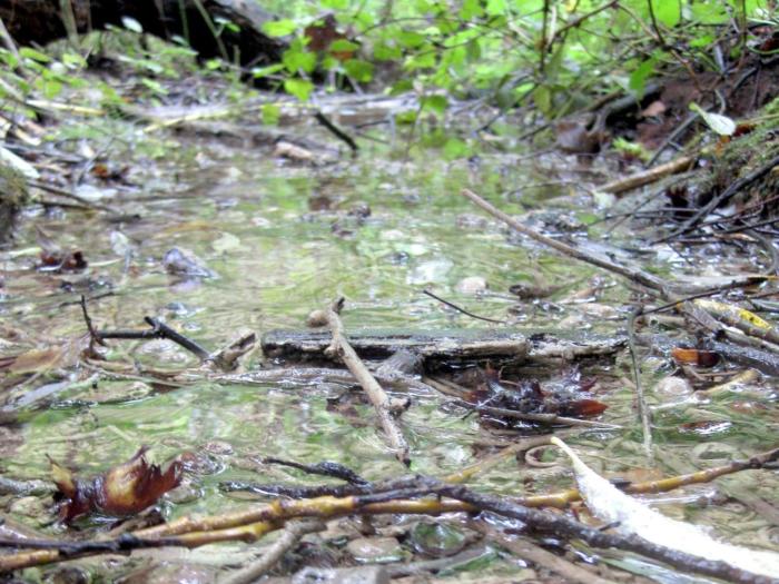 Schutz eines Biotops: Goetheanum beantragt provisorischen Baustopp