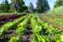 «Eine Landwirtschaft ohne Pestizide ist möglich»