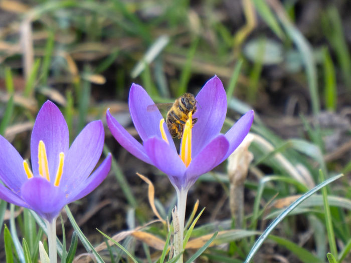 Bienenvolk und Demeterimkerei