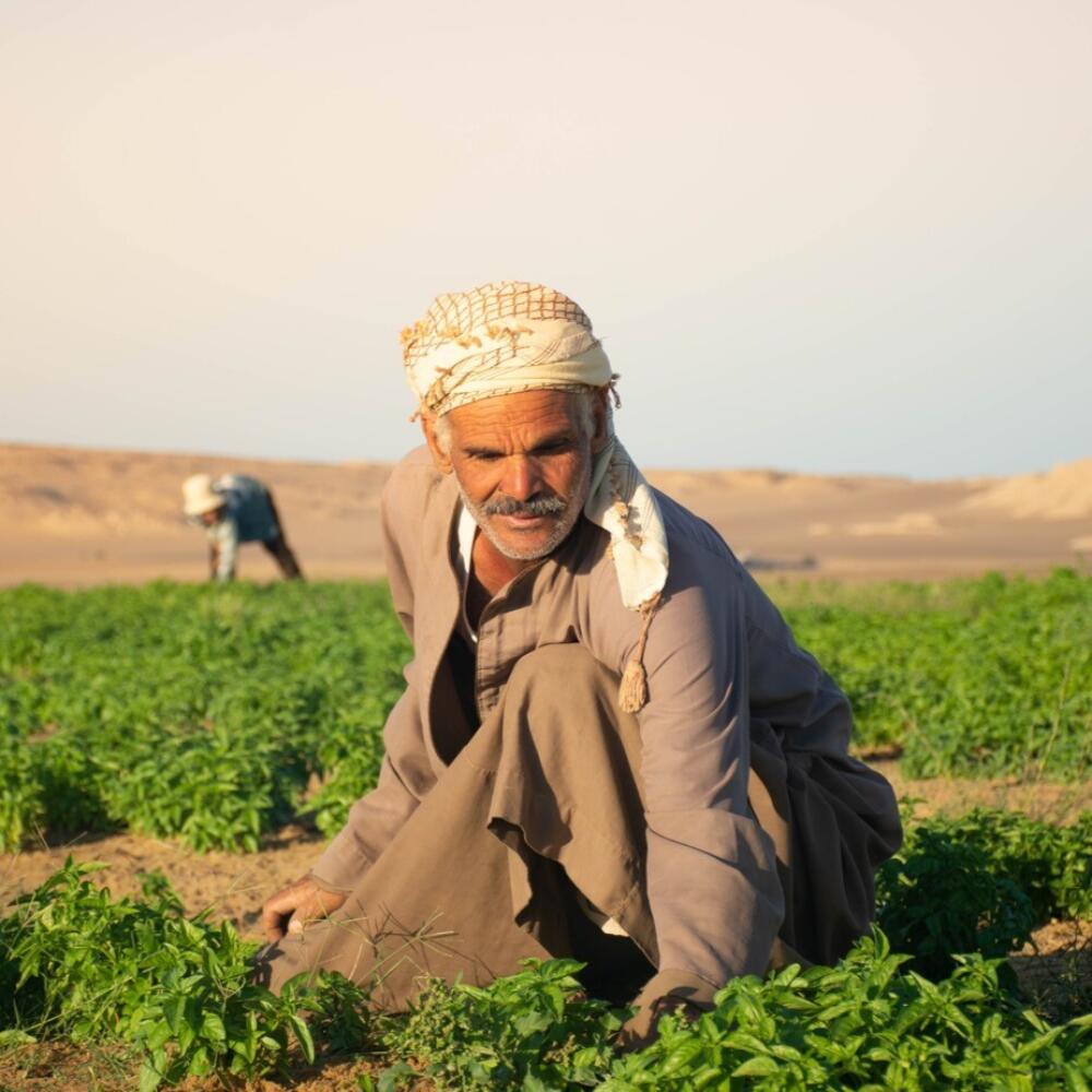 Greening the Desert