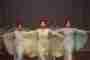Graduation classes Eurythmy and Speech Formation V
