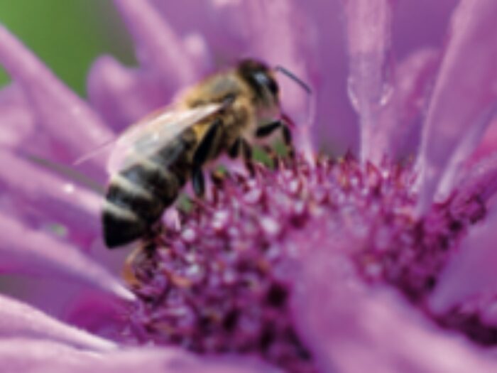 Bienenimpuls 2025