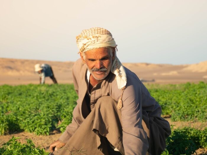 Greening the Desert