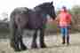 An Introduction to Eurythmy for Bees - Animals - Mammals -  Pets