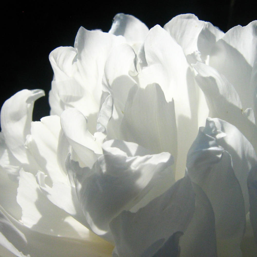 In memoriam