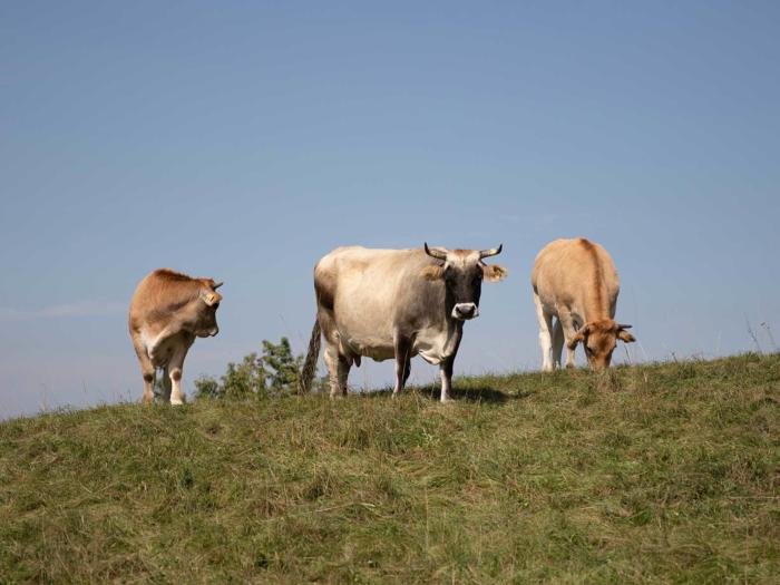 Living Farms: Opportunities for a Sustainable Agriculture