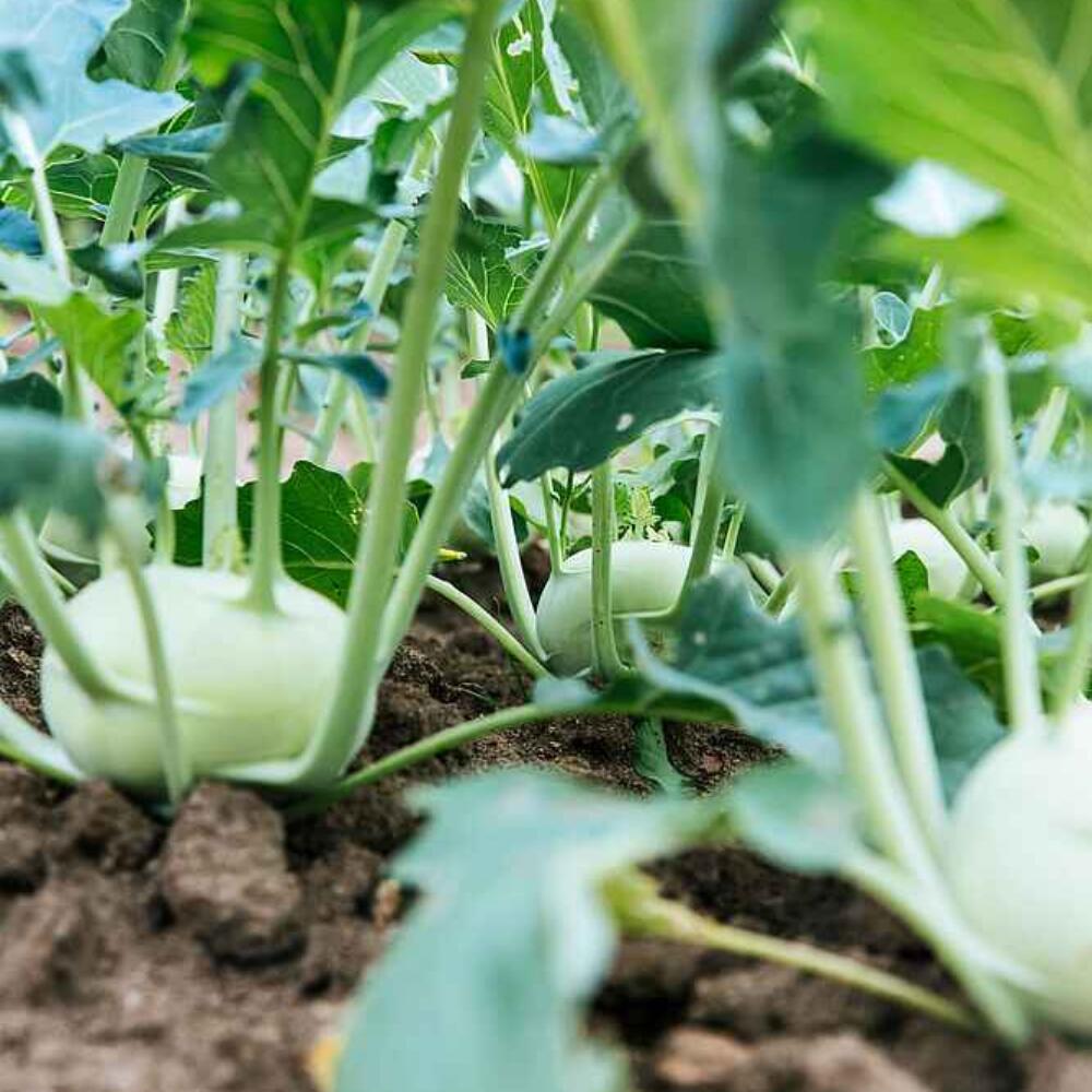 ‘One Health’: How the microbiomes of soil, plants and the human gut are interconnected (Part II)