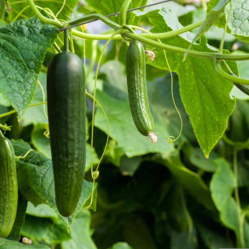 Biodynamische Gurken sind am vitalsten