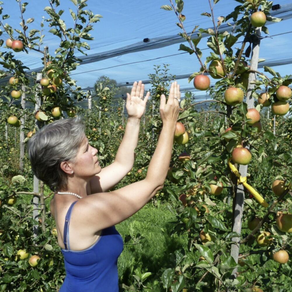 More flavourful apples thanks to eurythmy