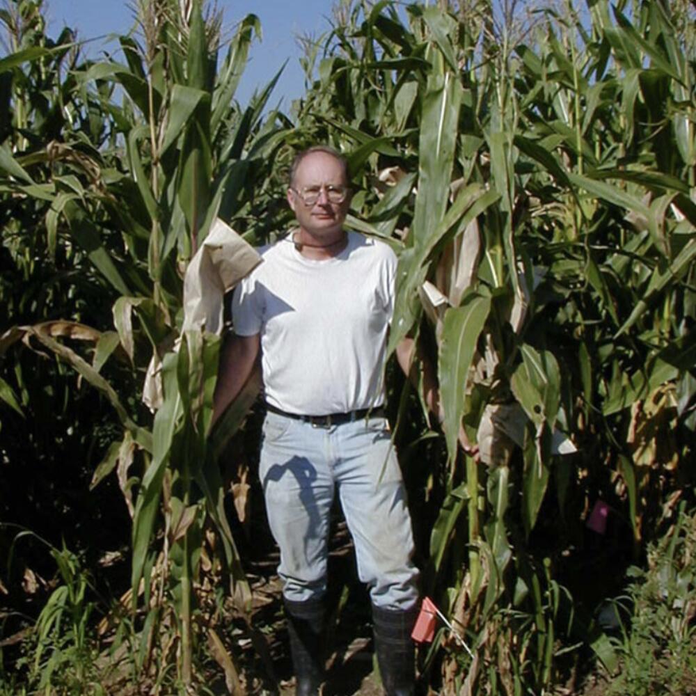The future potential of biodynamic maize breeding