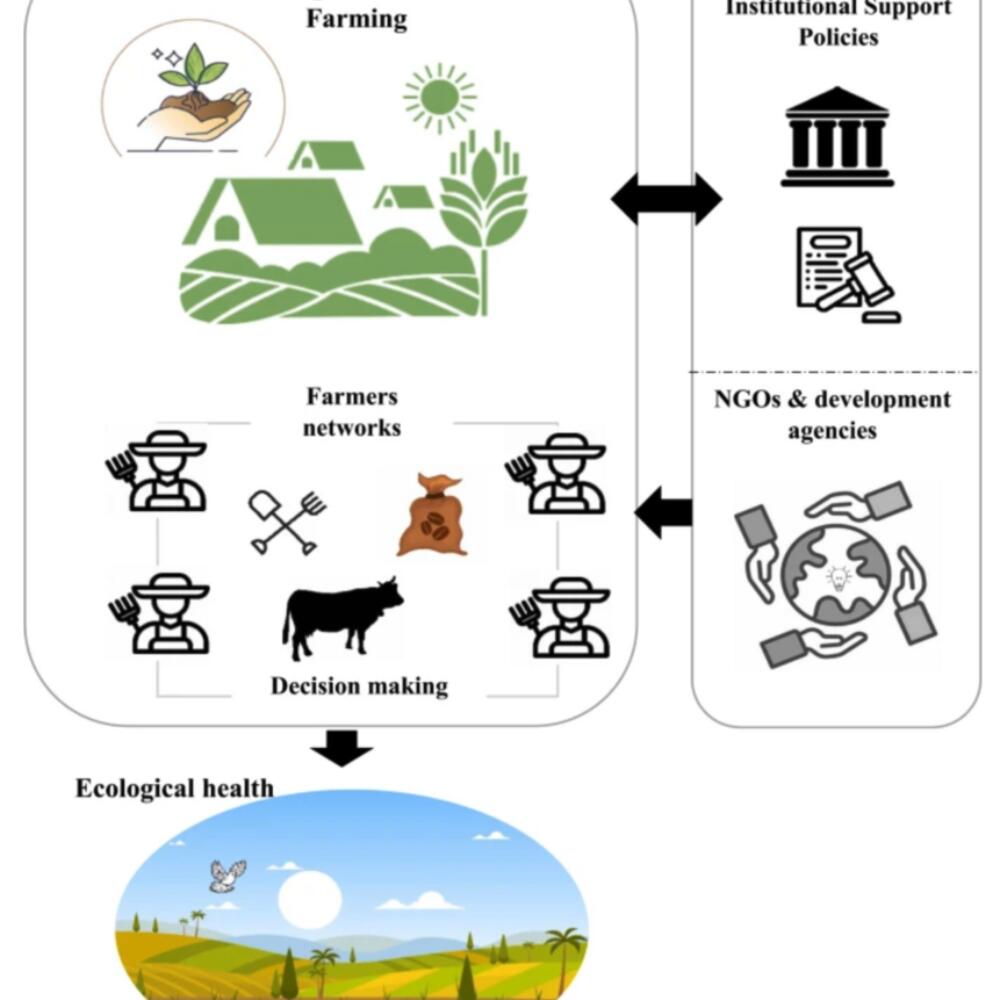 Regeneration through cooperation