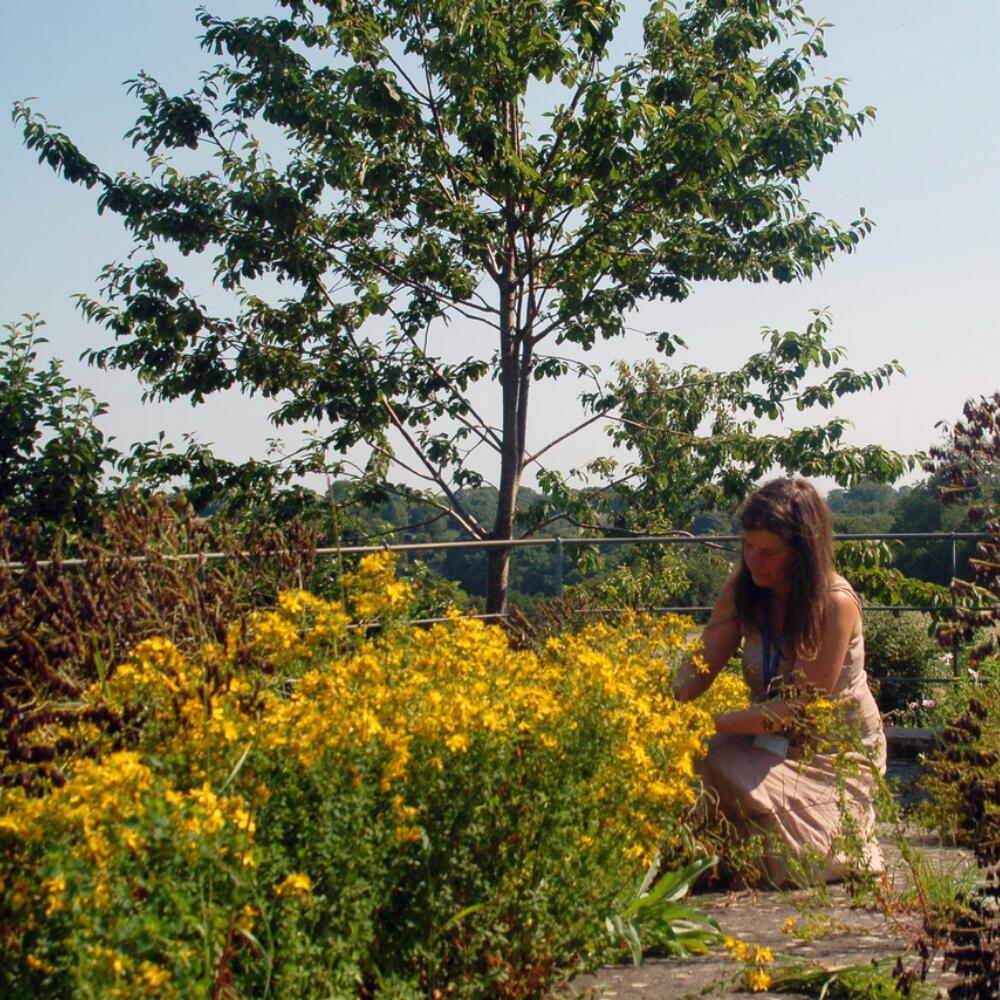 How the land heals, and how our senses are nourished