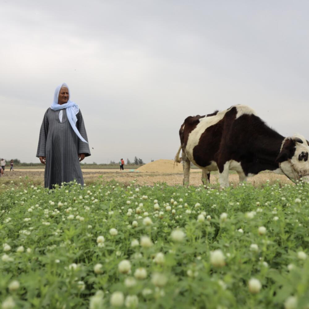 Greening the Desert
