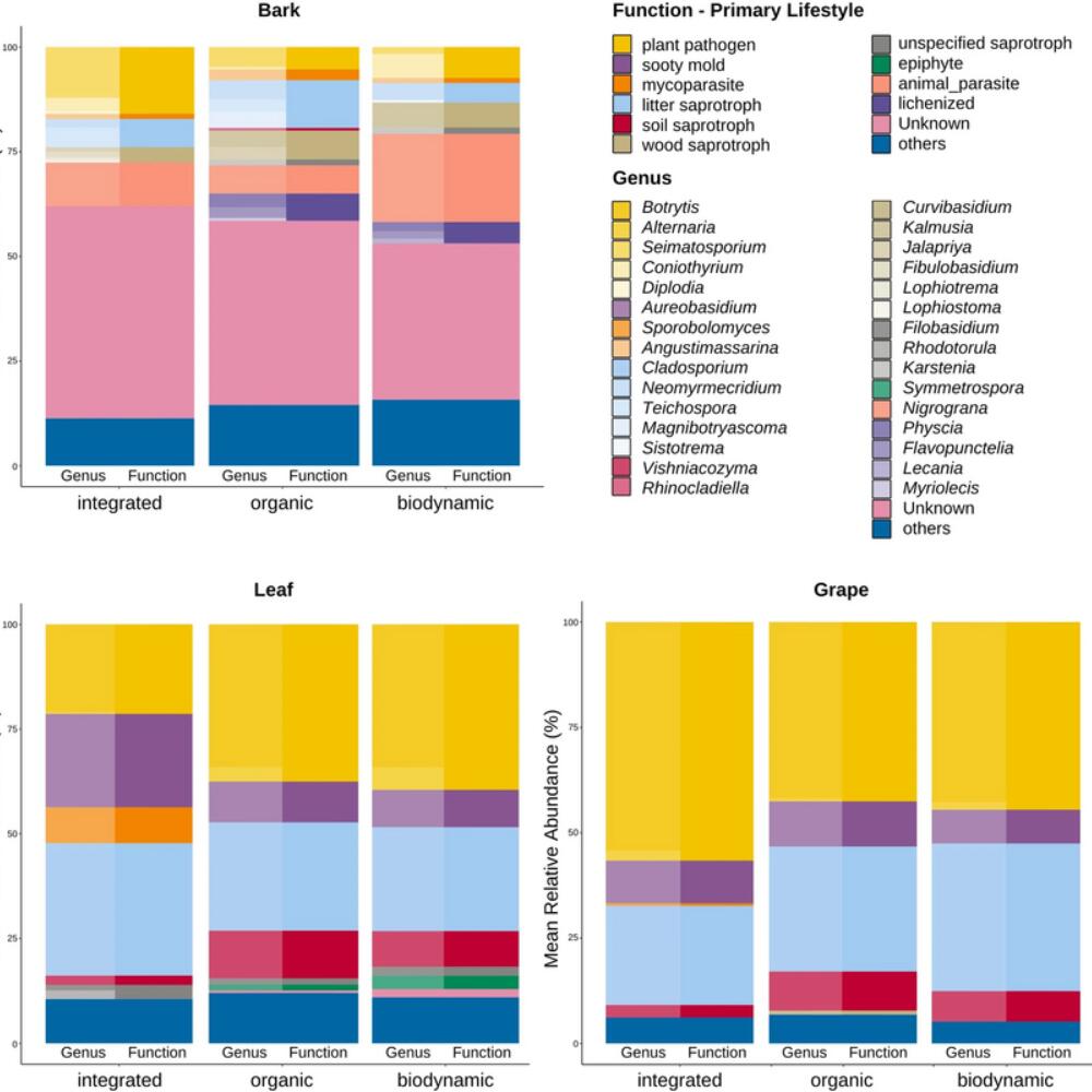 Fungal communities in viticulture: cultivation practices change the balance