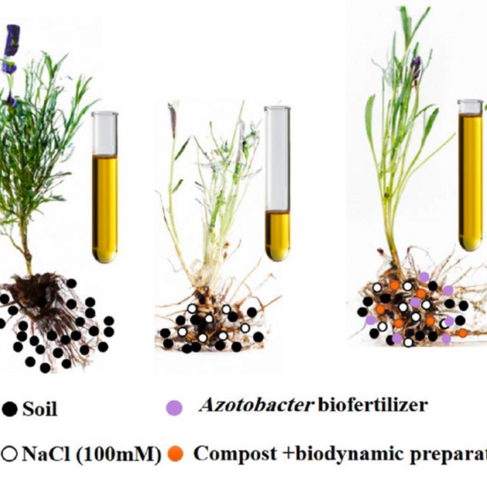 In-depth: Biodynamic preparations can help to reduce salt stress in lavender