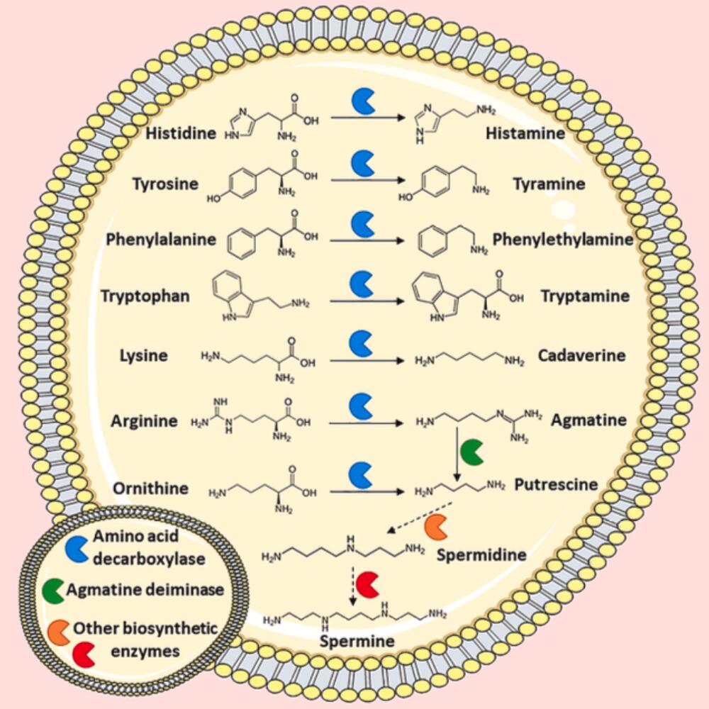 Histamin im Wein? Neue Lösungen für unbedenklichen biodynamischen Weingenuss