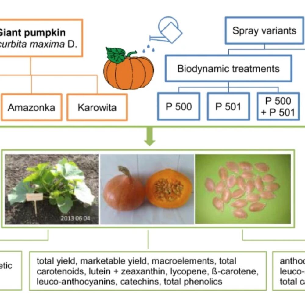 The effect of biodynamic preparations on growth and fruit quality of giant pumpkin (Cucurbita maxima D.)