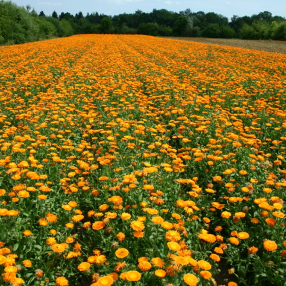 NEWSLETTER 6 International Professional Group Herbs and medicinal plants