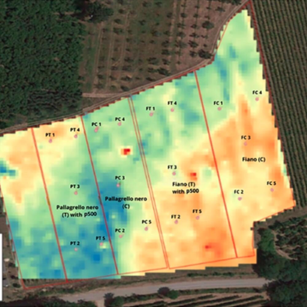In-depth look: Effects of the biodynamic preparation BD500 on the quality of grapes