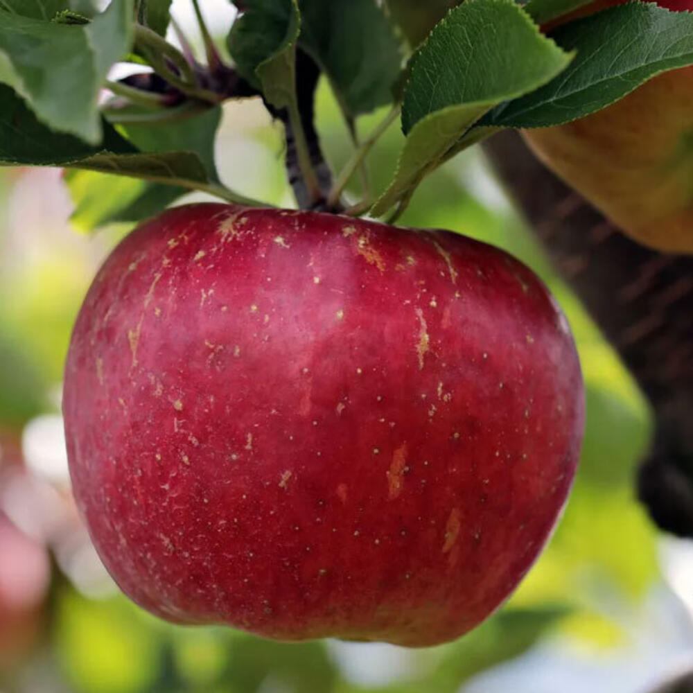 Der Biss in den Apfel bestimmt noch heute die Zukunft der Erde