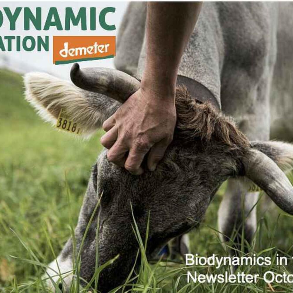 New joint newsletter with BDFI (November 2020)