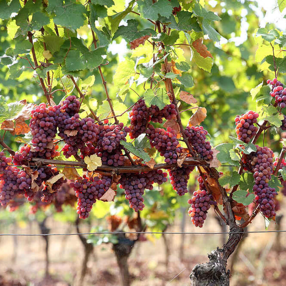 The influence of the biodynamic horn silicia (501) preparation on vineyard growth