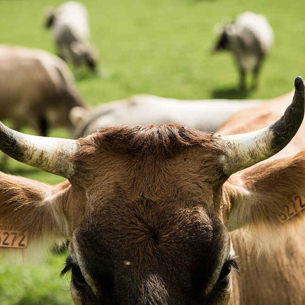 "When we domesticated animals, we also became responsible for them..."