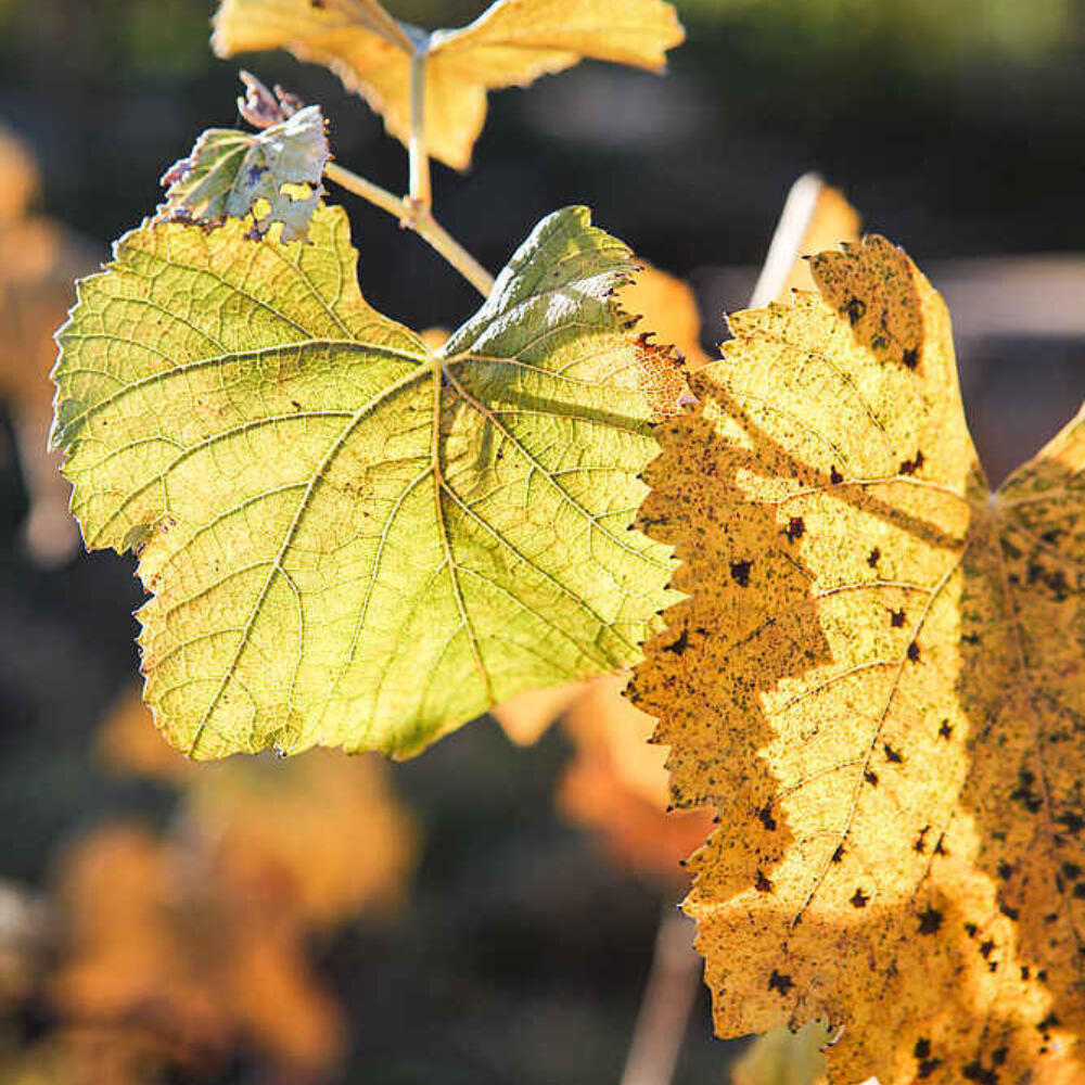Comparative study gives biodynamic and organic wines good marks