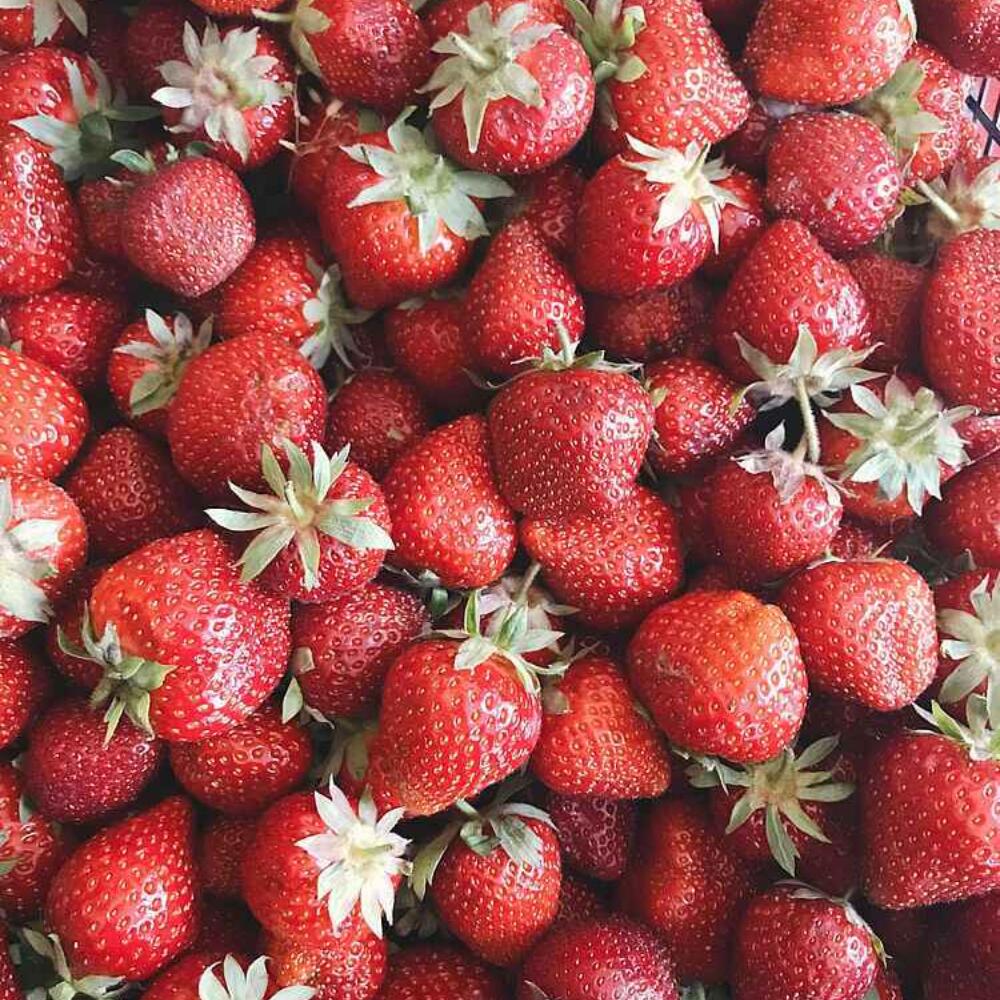Handbuch «Vom Ernährungssystem zum Ernährungsorganismus» von Dr. Jasmin Peschke