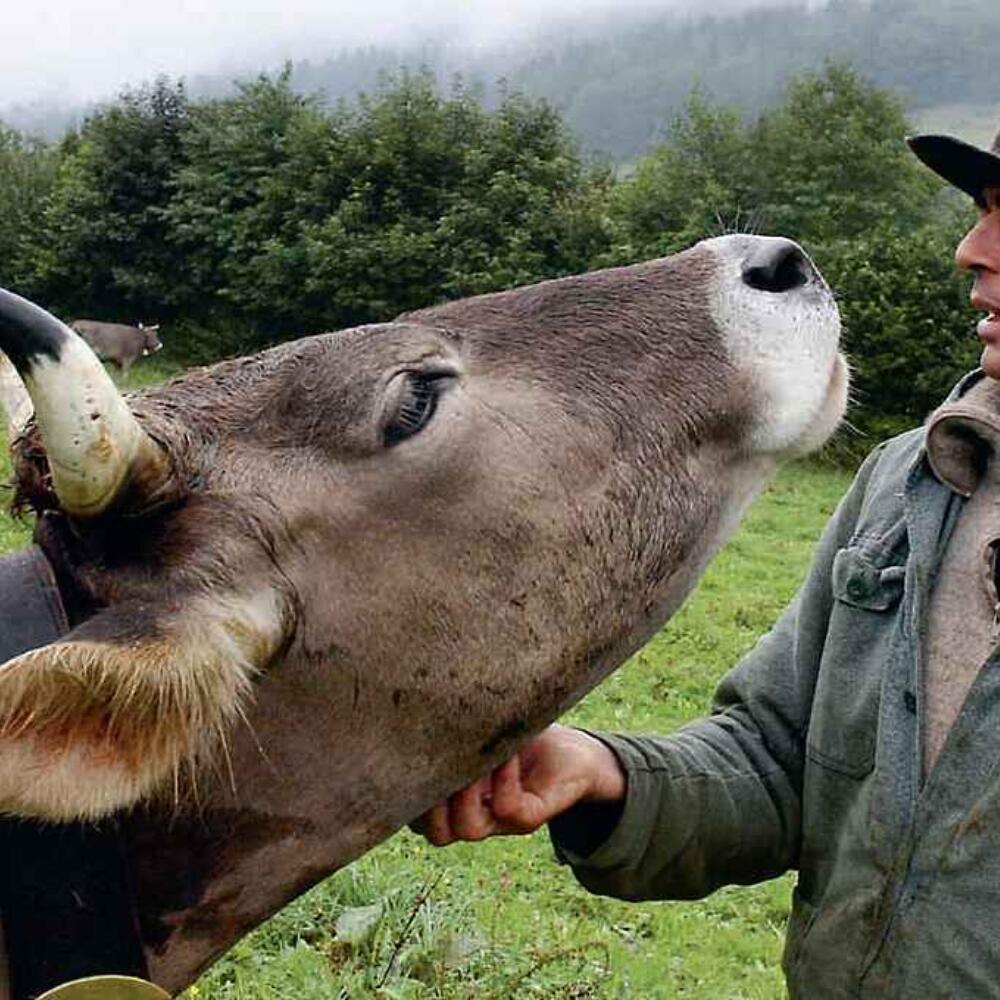 Why cows have horns