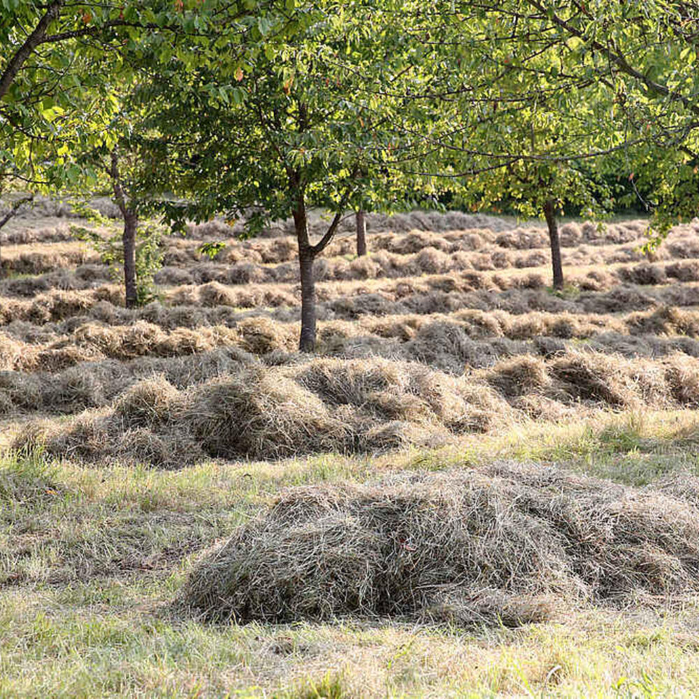 Biodynamische Landwirtschaft als Schlüsselfaktor für Transformationsprozesse