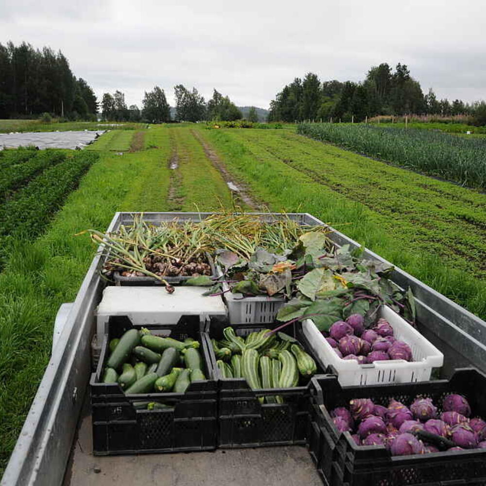 Solidarische Landwirtschaft Rekola in Finnland