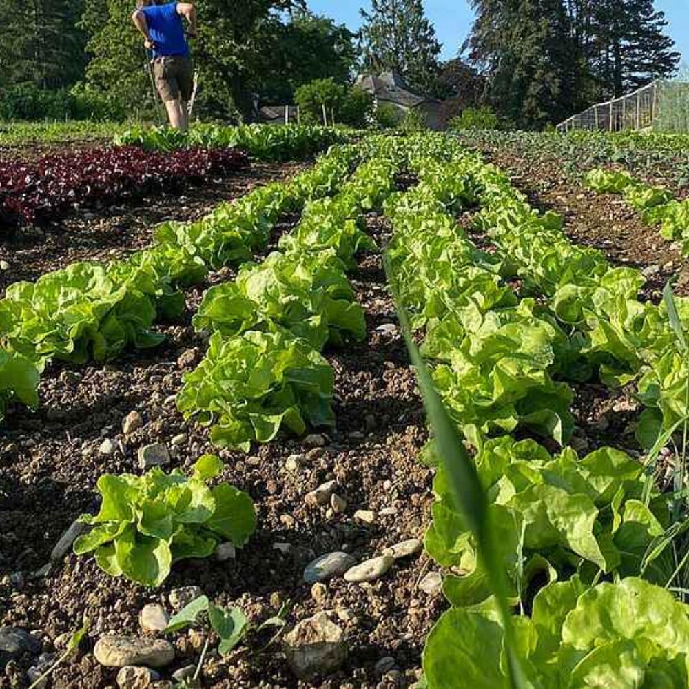 «Eine Landwirtschaft ohne Pestizide ist möglich»: ﻿﻿Beitrag der biodynamischen Landwirtschaft zur Gesundheit der Erde